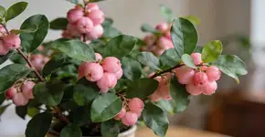 Foto: (Imagem sem texto alternativo disponivel ID [2684065])