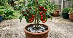 A única coisa que falta para que os tomates cultivados em casa sejam doces como mel