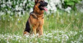 Foto: (Imagem sem texto alternativo disponivel ID [2632519])