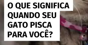 Qual o significado de quando seu gato pisca para você?