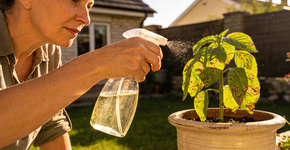 Foto: (Imagem sem texto alternativo disponivel ID [2726506])