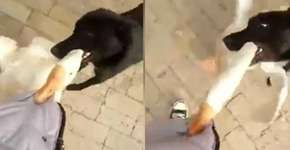 Foto: (Imagem sem texto alternativo disponivel ID [1195593])