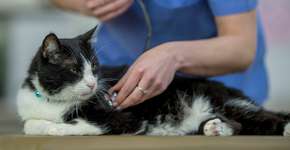 Mais de 300 mil gatos morrem após surto desta doença no Chipre