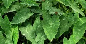 Foto: (Imagem sem texto alternativo disponivel ID [2708046])