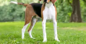 4 características do cachorro da raça foxhound americano