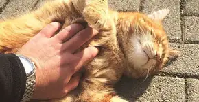 Gatinho adota Campus e ajuda estudantes a relaxarem