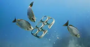 Foto: (Imagem sem texto alternativo disponivel ID [1193655])