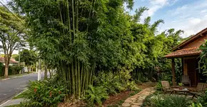 Deseja privacidade no jardim? O bambu gigante cresce 30 cm por semana e dizem que atrai prosperidade para a casa