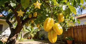 Foto: (Imagem sem texto alternativo disponivel ID [2702590])