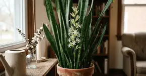 Foto: (Imagem sem texto alternativo disponivel ID [2770252])