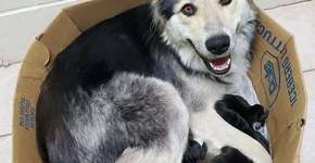 Cachorra é abandonada com nove filhotes dentro de caixa lacrada