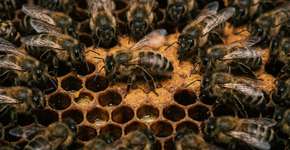 As abelhas mudam a forma que agem quando têm gente olhando e nos enganou por todo esse tempo