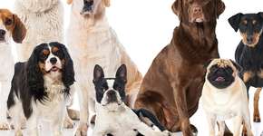 Raças de cães que nunca vão te abandonar: conheça as mais fiéis