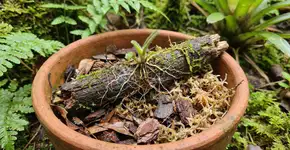 Foto: (Imagem sem texto alternativo disponivel ID [2740966])