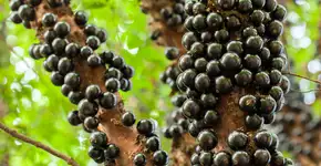 Fruta brasileira conquista 10ª posição no ranking das melhores do mundo