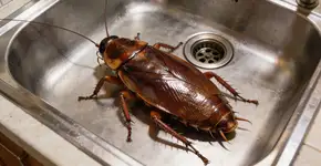 Foto: (Imagem sem texto alternativo disponivel ID [2730746])