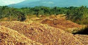 Floresta renasce em área onde foram jogadas cascas de laranja