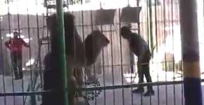 Domador morre após ataque de leão em apresentação de circo