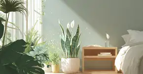 Plantas que trabalham durante a noite purificando o ar e facilitando o descanso profundo