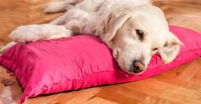 Foto: (Imagem sem texto alternativo disponivel ID [1009215])