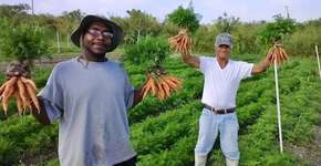 Fazenda de alimentos orgânicos contrata apenas moradores de rua