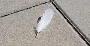 Foto: (Imagem sem texto alternativo disponivel ID [2728314])