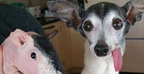 Foto: (Imagem sem texto alternativo disponivel ID [865365])