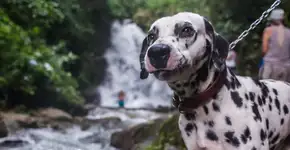 Serra Fluminense: cachoeira e bolinho de truta para curtir com os cachorros