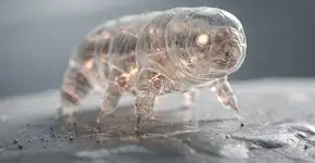 Foto: (Imagem sem texto alternativo disponivel ID [2709386])