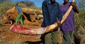 Caça de elefantes volta a aumentar em Moçambique
