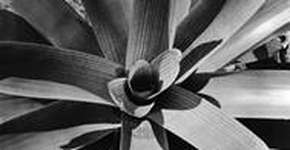 Foto: (Imagem sem texto alternativo disponivel ID [1853320])