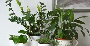 A planta barata que funciona como ímã de prosperidade e cresce até na sombra