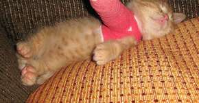 15 fotos de animais engessados para você morrer de fofura