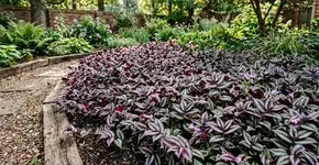 Essa planta rasteira é capaz de fazer seu jardim produzir adubo natural em pouco tempo deixando o solo mais fértil