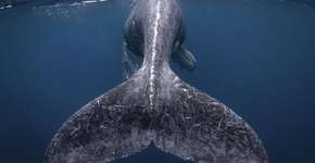 Foto: (Reiko Takahashi/Travel Photographer of the Year de 2018)