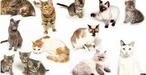 Calendários 2014 contribuem com ONGs de proteção aos animais