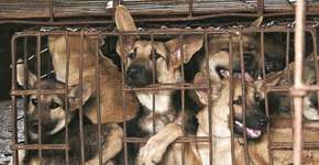 Matança de cachorros para consumo chega ao fim em Seul