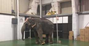 Elefantes e jacarés são eletrocutados e torturados em circo