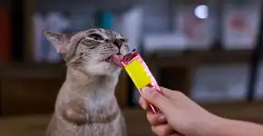 Petiscos podem fazer mal? Saiba como oferecer sem prejudicar a saúde dos pets