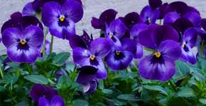 Essa planta pode transformar seu jardim em um imã de mosquitos