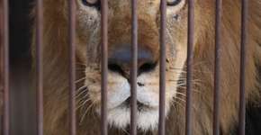 Trinta e três leões são salvos da exploração em circos no maior resgate aéreo já visto