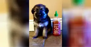 Crescimento de cachorro é comparado com garrafa de pimenta
