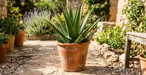 Por que china eles sempre colocam a babosa no vaso de barro? E como regar para ela nunca apodrecer por baixo