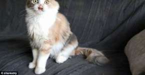 Gata abandonada com rosto desfigurado é acolhida por nova família