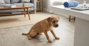 Por que o cachorro arrasta o traseiro no chão?