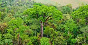 Jequitibá Patriarca