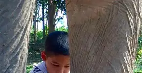 Menino remove correntes de elefante aprisionado há 30 anos