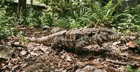 Foto: (Imagem sem texto alternativo disponivel ID [2761462])