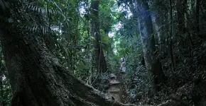 Caminhada, yoga e meditação gratuita na Floresta da Tijuca