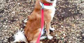 Mulher desiste de casar ao descobrir que noivo não gosta de cães